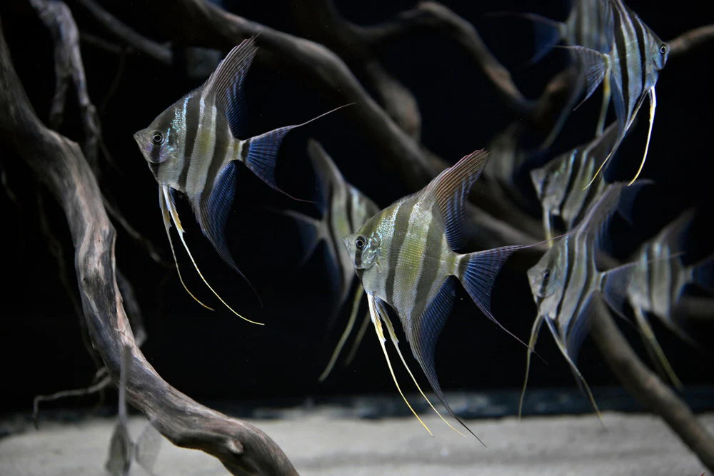 Step-by-Step: How to Set Up Your First Aquarium