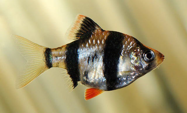 5 Common Aquarium Mistakes (and How to Avoid Them)