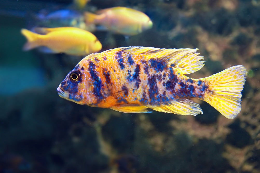How to Test Aquarium Water Quality