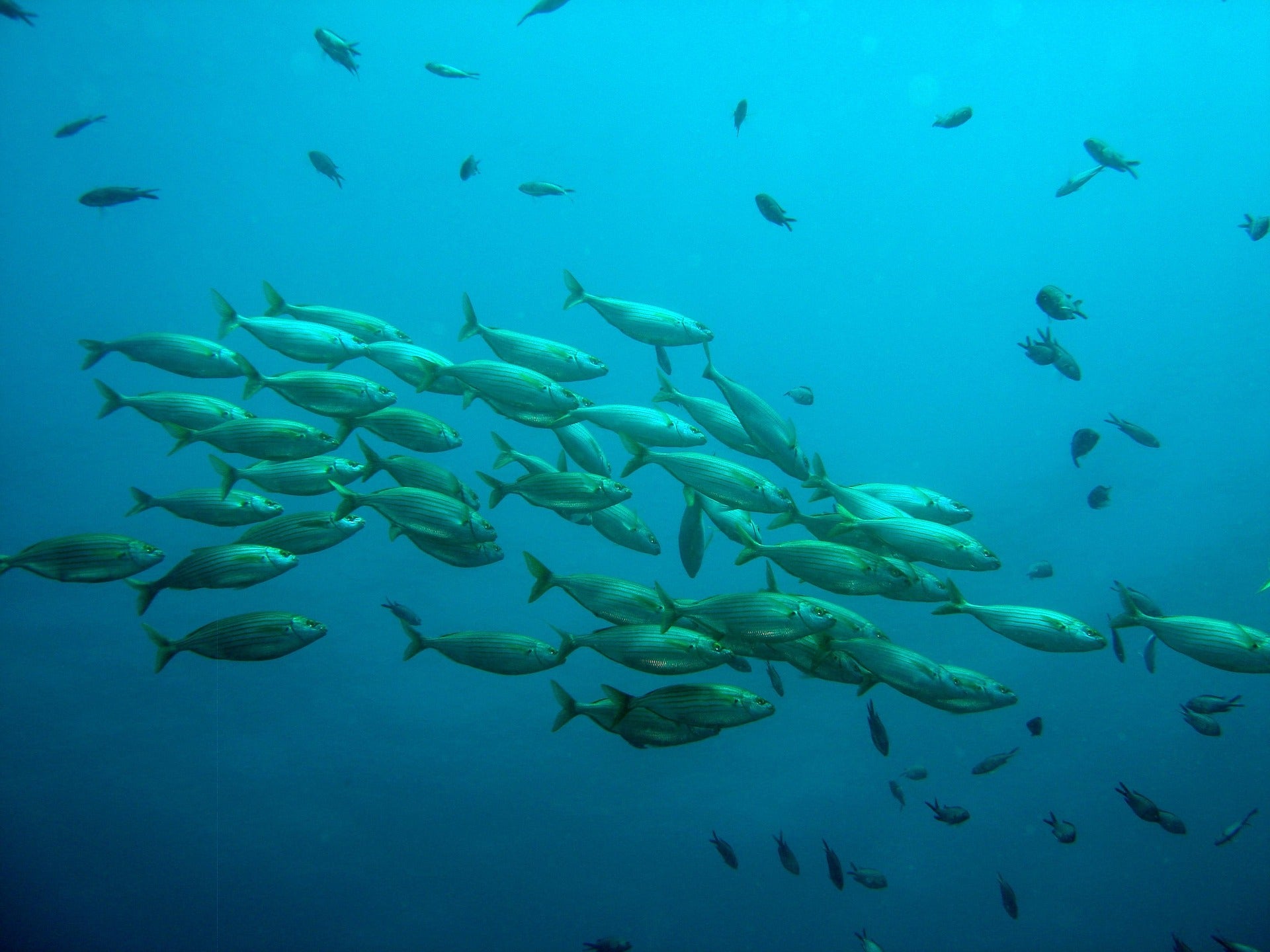 Underwater scene with fish