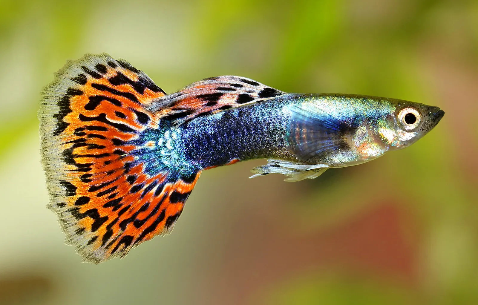 Best Beginner Fish: Our Top 5 Picks for Your First Aquarium