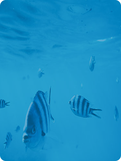 Fish background