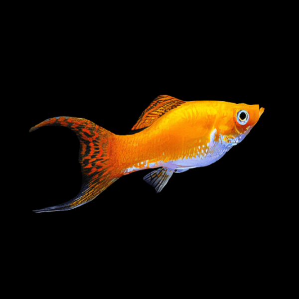 Feeding Your Fish: A Beginner's Guide to Fish Nutrition