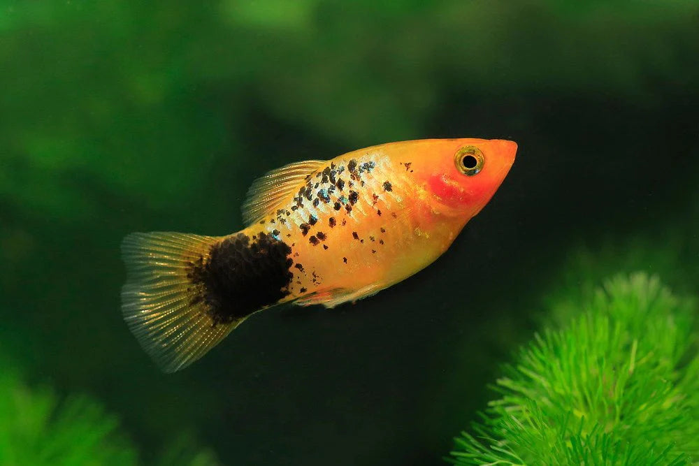 Introducing New Fish: How to Acclimate Them Properly