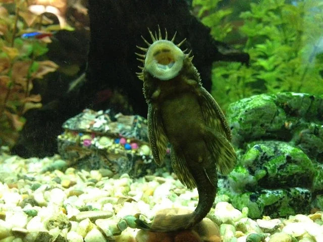 How to Maintain Your Aquarium