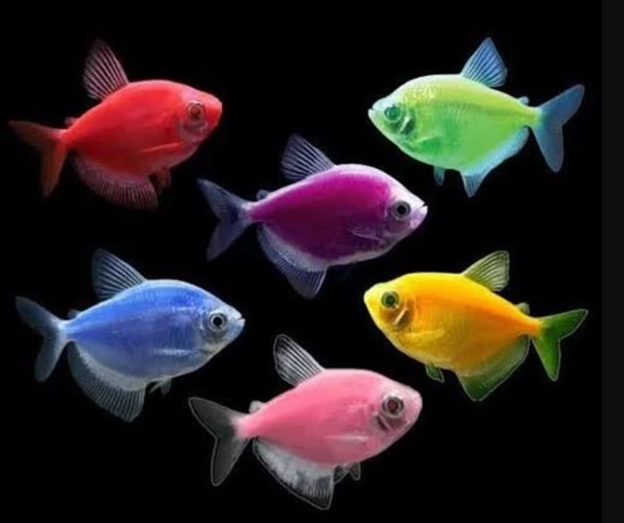 How to Cycle a New Aquarium: The Essential Guide
